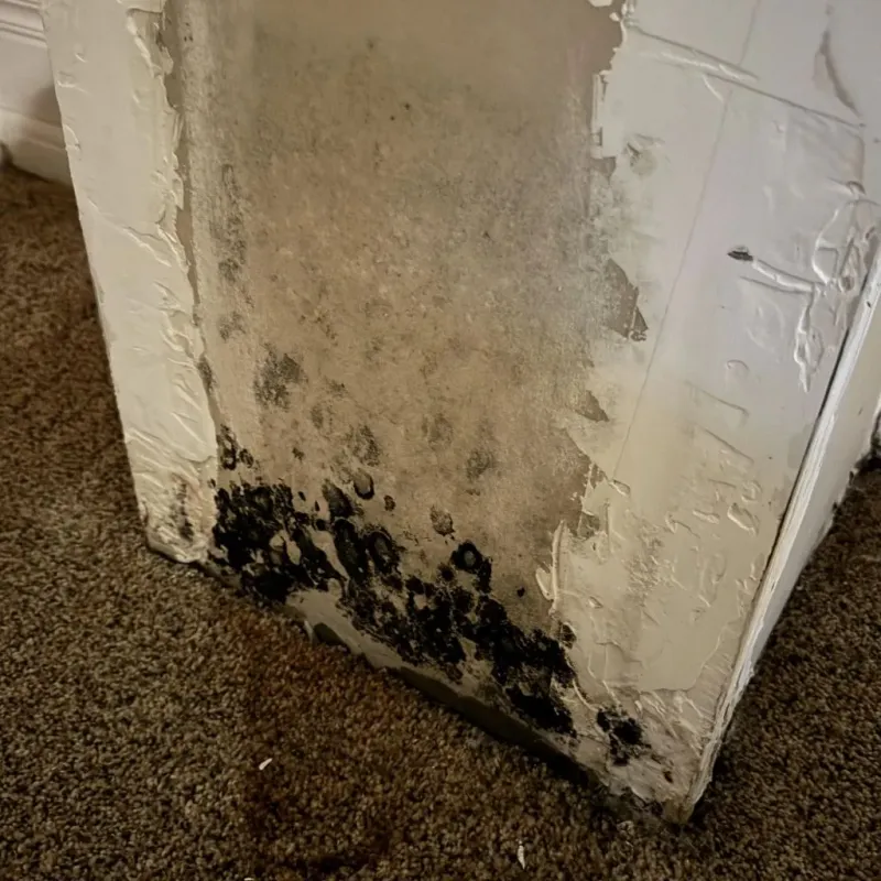 Professional Mold Removal in Central, LA